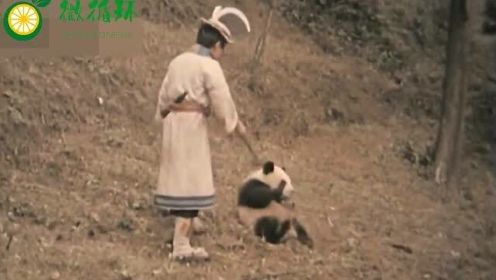 小男孩实现了全世界人民的梦想，拥有一只大熊猫宠物