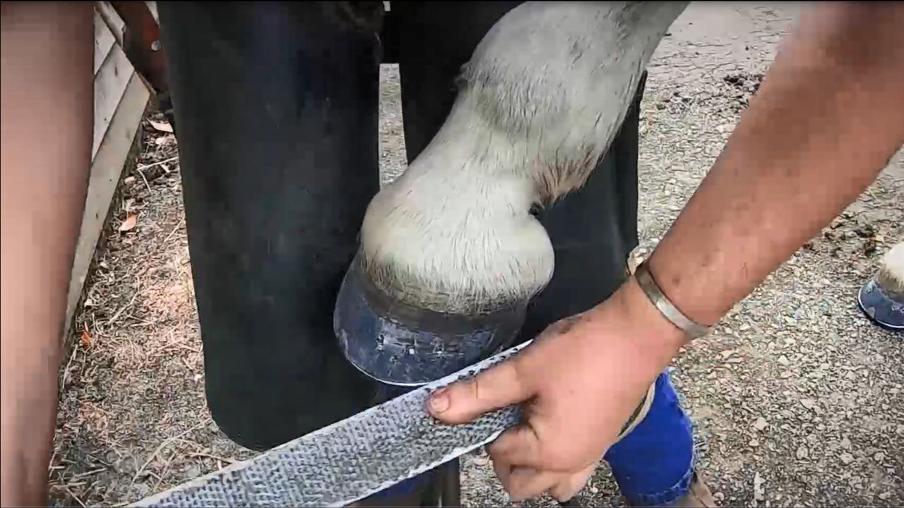 不黑不吹,这是我见过修马蹄换马掌最牛的师傅,真漂亮!