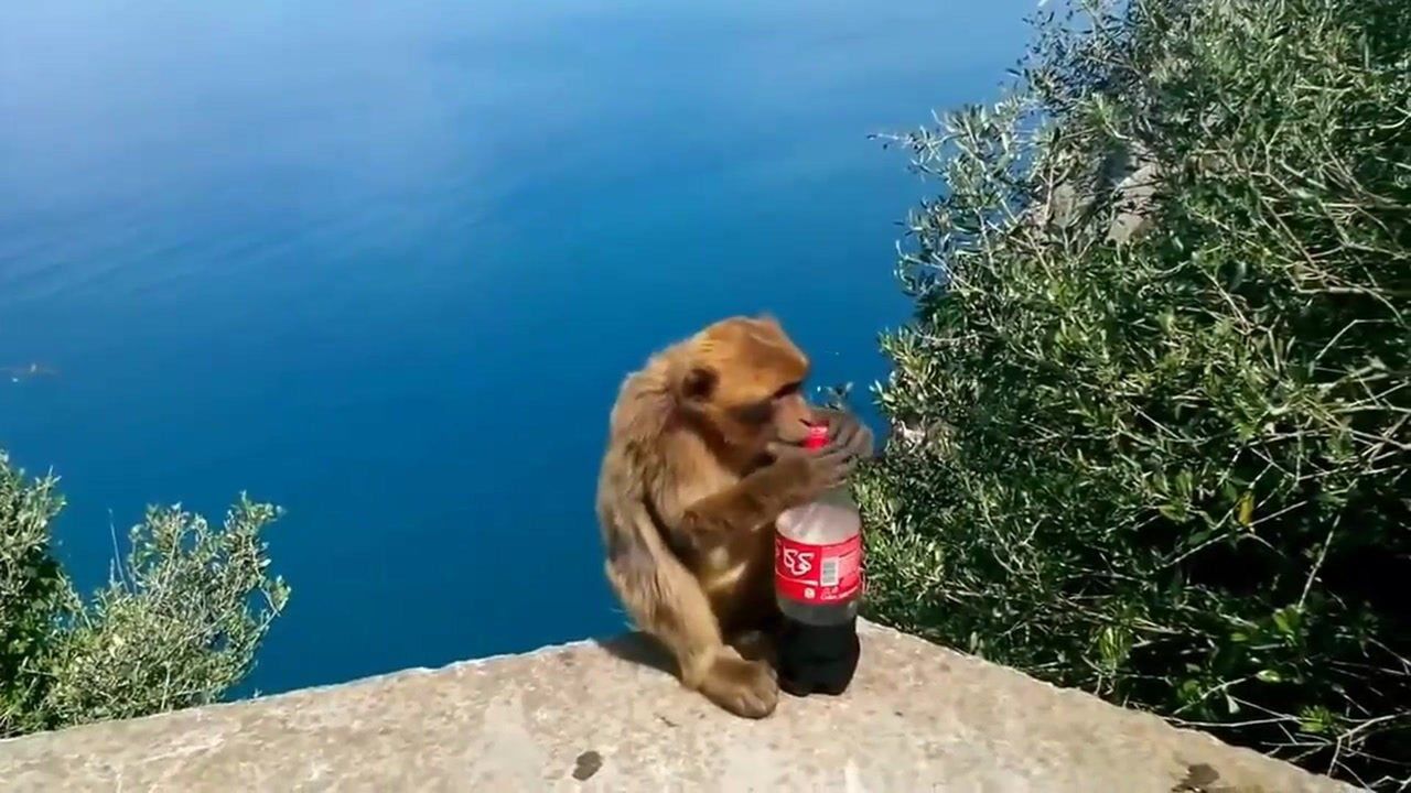 第1次喝可乐的猴子,这是什么神仙美味,也太好喝了吧