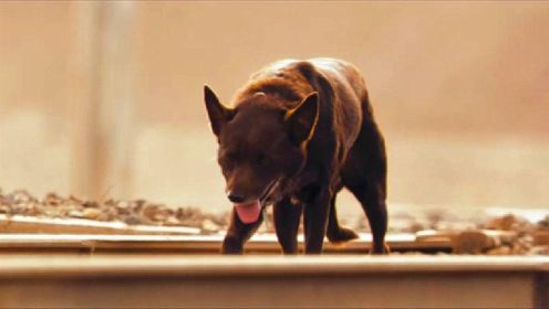 治愈温情电影：一条穿越了澳大利亚的红犬，毕生都在寻找自己主人