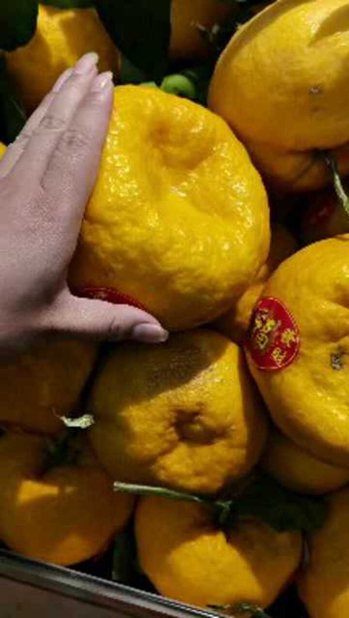 发财橘,大"橘大利"