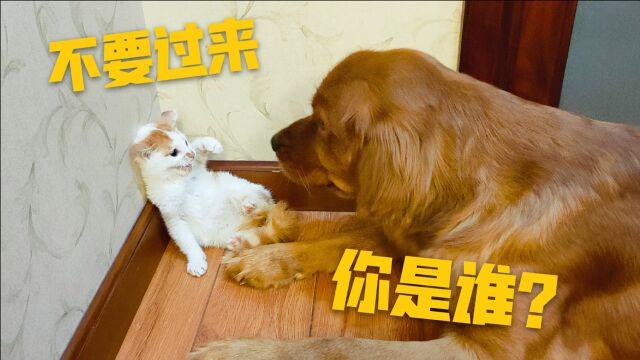 初次见面,到底是猫怕狗,还是狗怕猫呢?