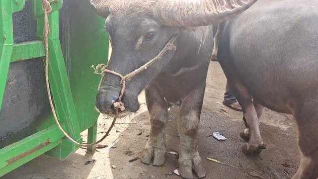 农村集市上来了头象腿水牛,水牛身大象腿第一次见真奇怪