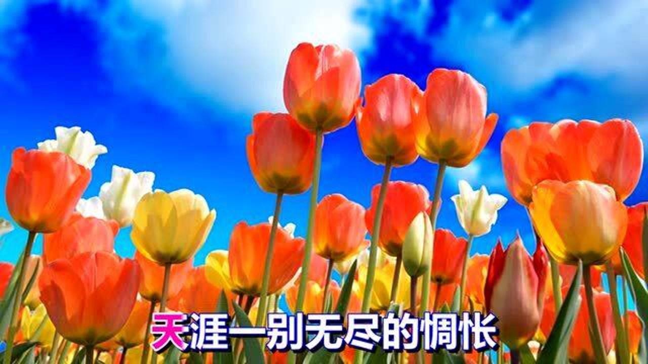 一首网络歌曲《我在红尘中等你》