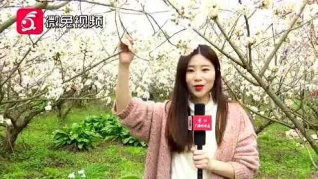 贵阳乌当区樱桃花正盛,快来欣赏这“满天飞雪”吧