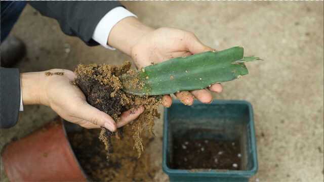 給火龍果嫁接的蟹爪蘭上盆重點在哪裡