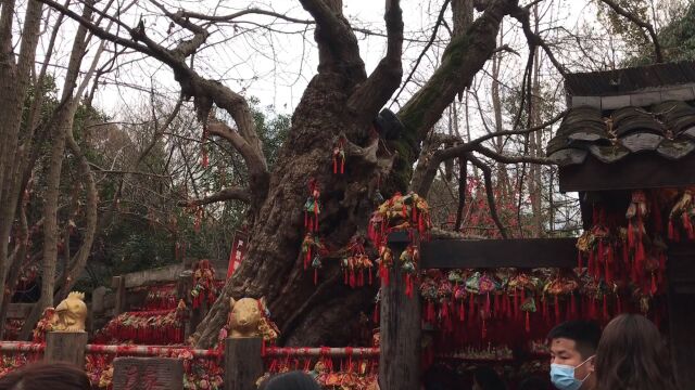 你来成都武侯祠锦里观光旅游,这个地方你会去吗?干万别错过哦