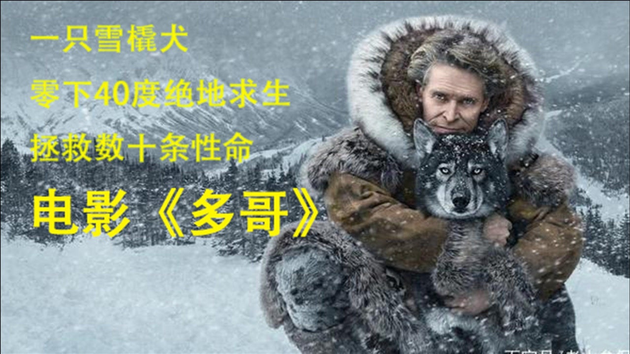 一只雪橇犬的传奇一生,真实事件改编电影《多哥》,十分感人的人宠情深