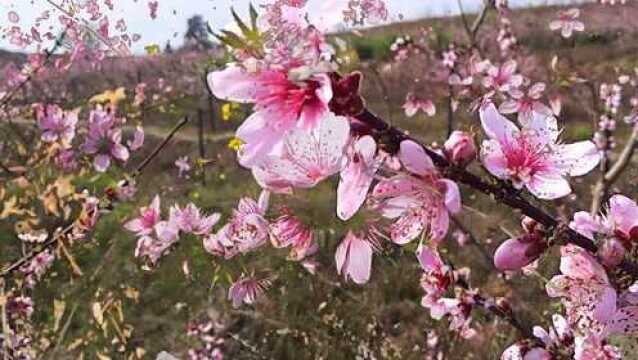 钓鱼路上:经过一片美丽的油菜地这风景,钓不到鱼也值了