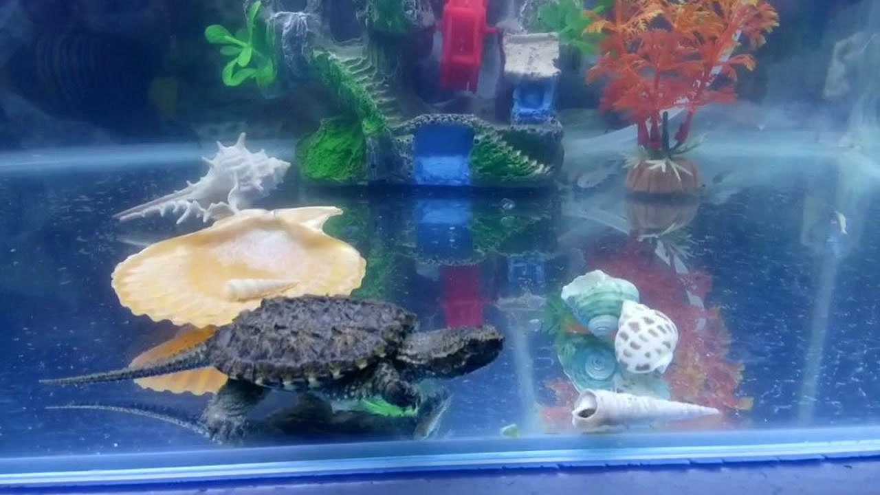 刚买回来的杂佛鳄龟背甲4厘米能在30厘米深度鱼缸游泳