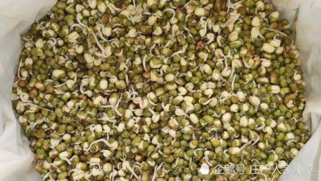 在家发绿豆芽很简单,只需掌握三点,五天就能吃上新鲜的豆芽