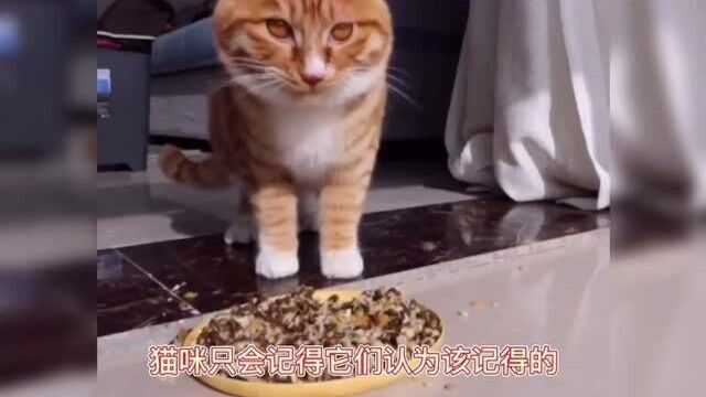 猫咪对主人的记忆有多久呢