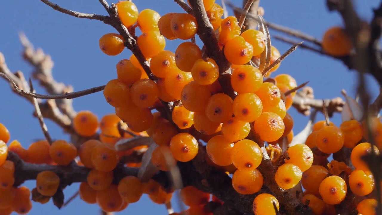 雪山下的"黄金树",金黄的果子格外珍贵(上)