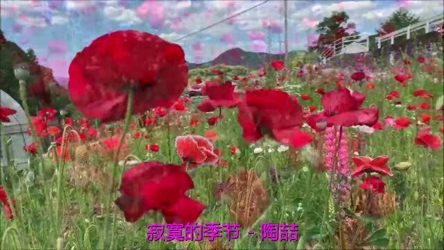 经典老歌《寂寞的季节》词曲入心扉,听哭多少人