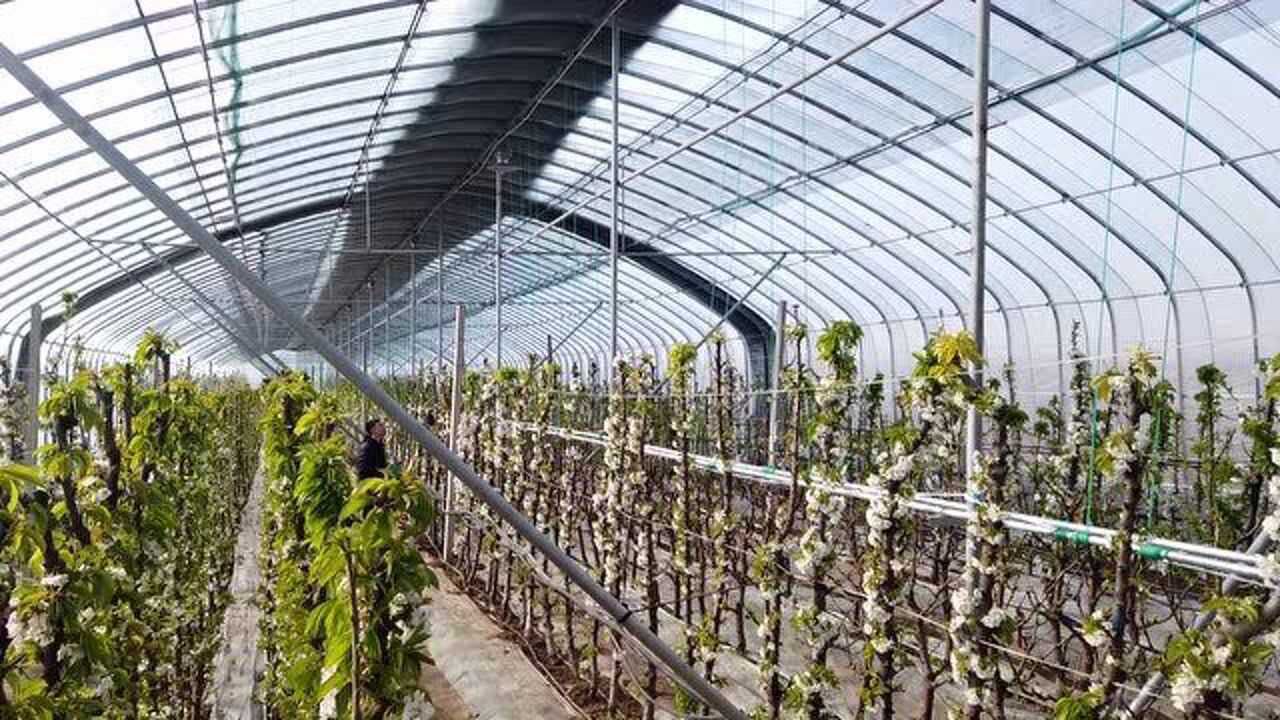 大樱桃立柱形栽培模式您见过吗?_腾讯视频