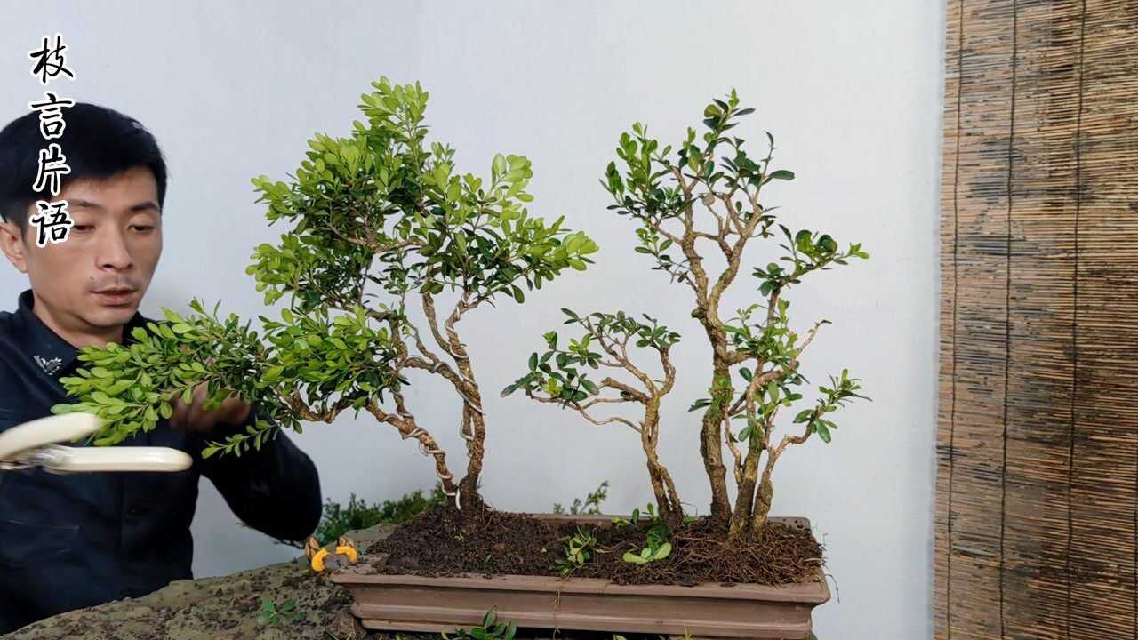 挑战自我,运用绿化黄杨苗制作丛林水旱盆景