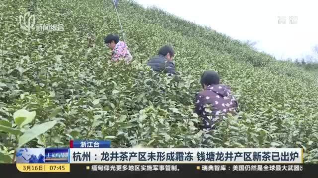 杭州:龙井茶产区未形成霜冻 钱塘龙井产区新茶已出炉