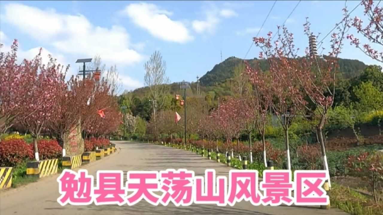阳春三月,鲜花盛开!勉县天荡山风景区一片花的海洋!
