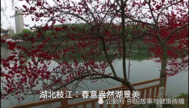 湖北枝江:春意盎然湖景美