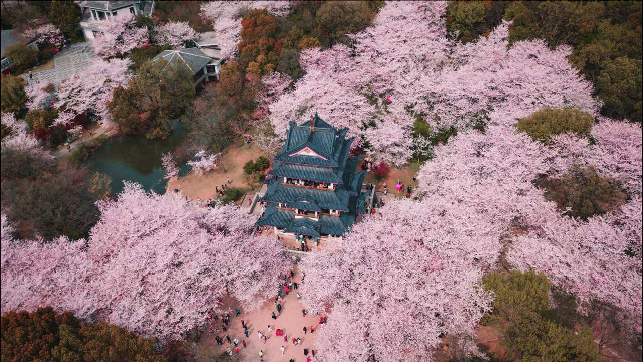2021 三月无锡鼋头渚樱花盛开前,阴雨中照样热闹非凡