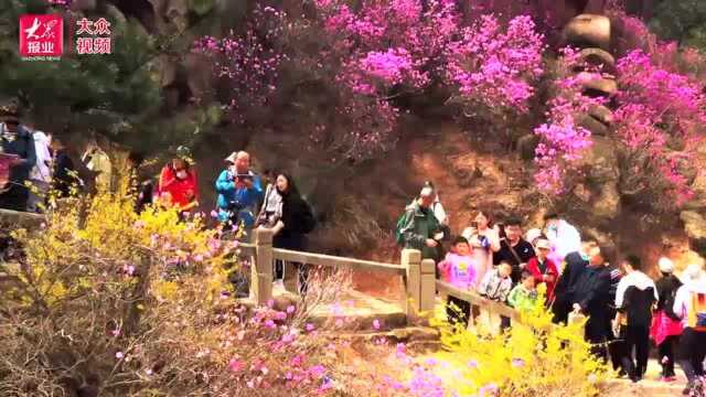 山杜鹃花香百里 青岛大珠山等你来