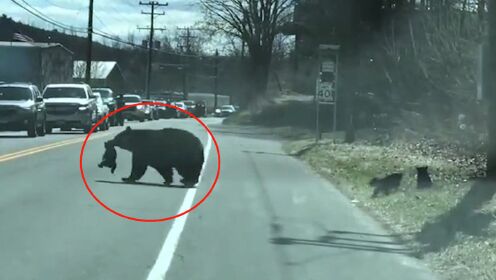 熊妈妈带四个熊崽过马路状况百出，网友：熊妈妈也管不了熊孩子