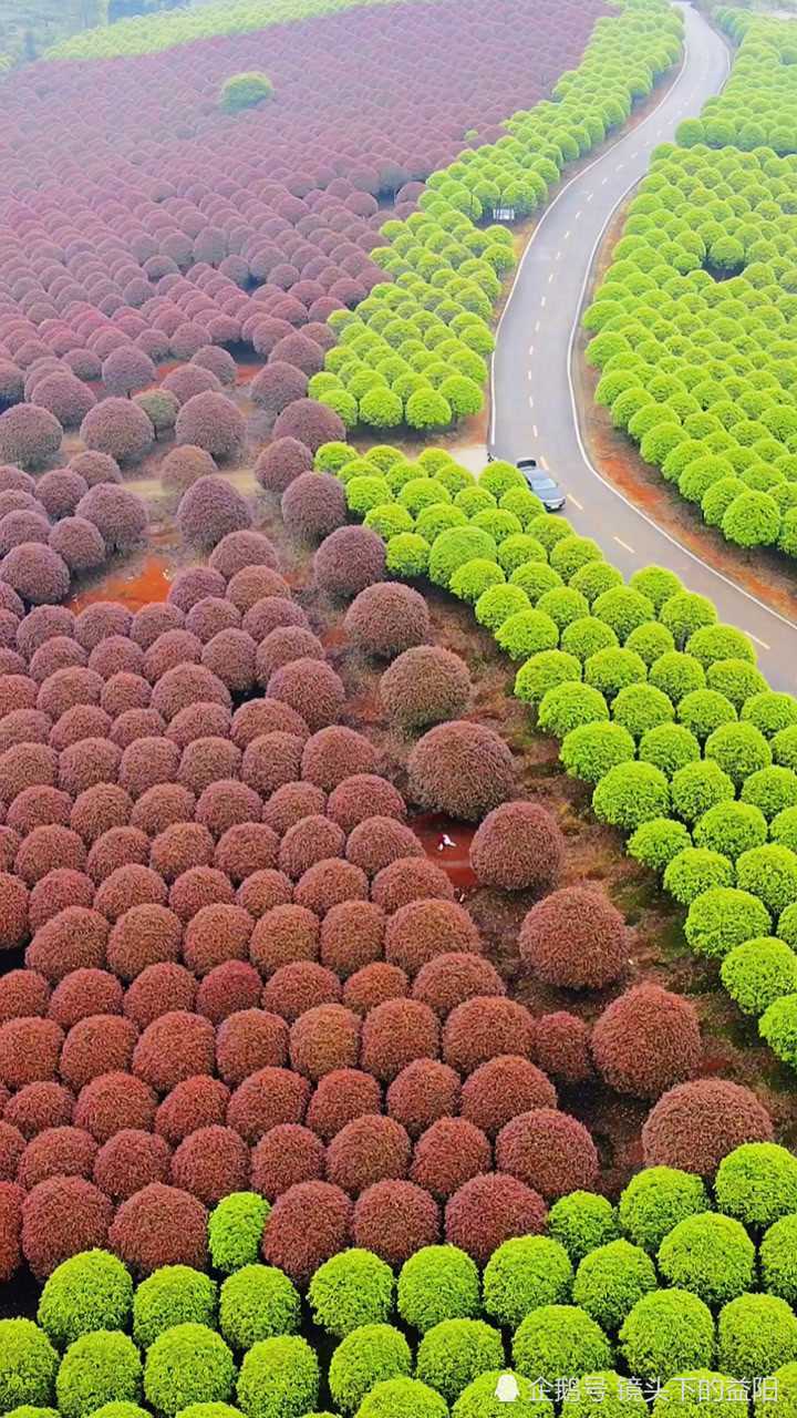 益阳红叶石楠景区图片