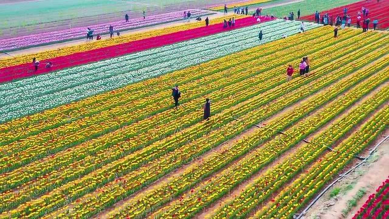 平邑蒙山郁金香花海