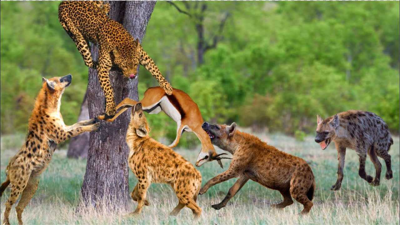鬣狗正在给鹿做手术不料花豹从背后蹿出鬣狗你也想做手术