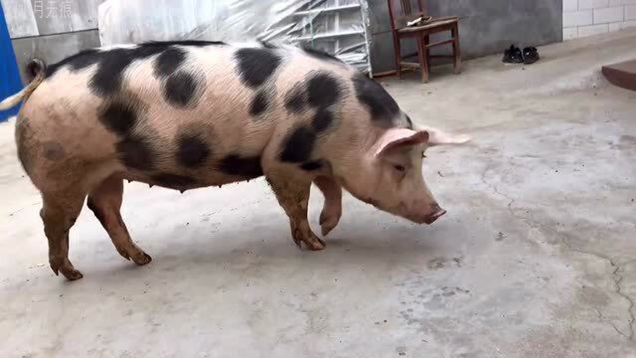 花母猪相亲,一头长白一头杜洛克,最后作何选择?过程很曲折!