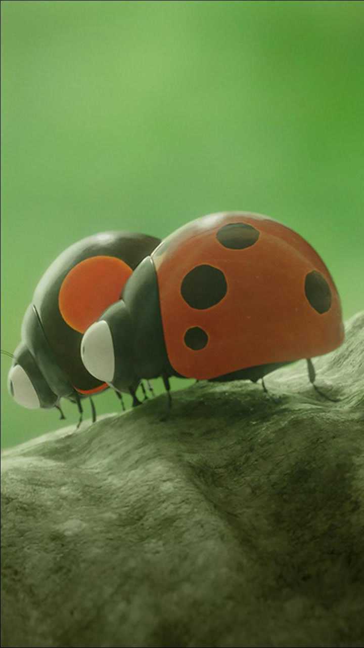 耗巨资的红黑蚂蚁大战,这场面比人类战争还震撼