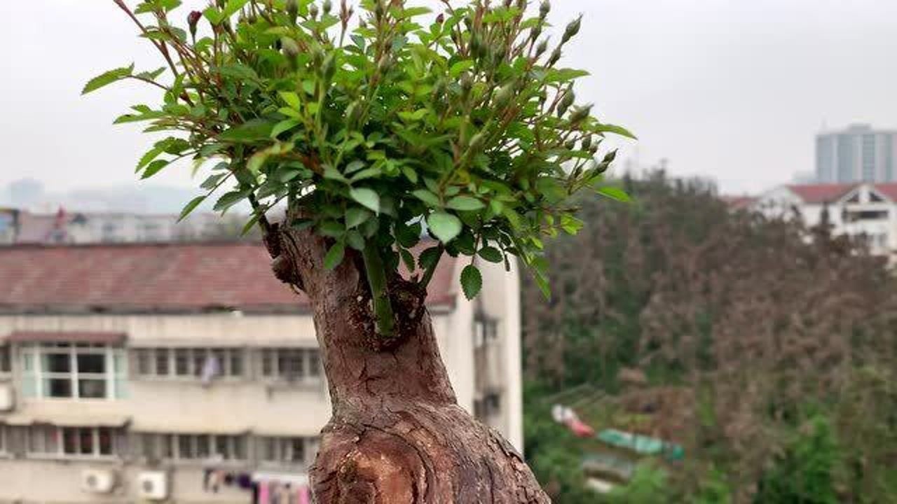 山木香老桩嫁接微型月季最好是先养桩一年把根系养旺再嫁接