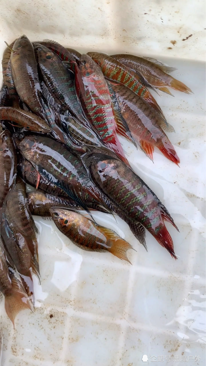 野采普叉斗鱼这一网可厉害了