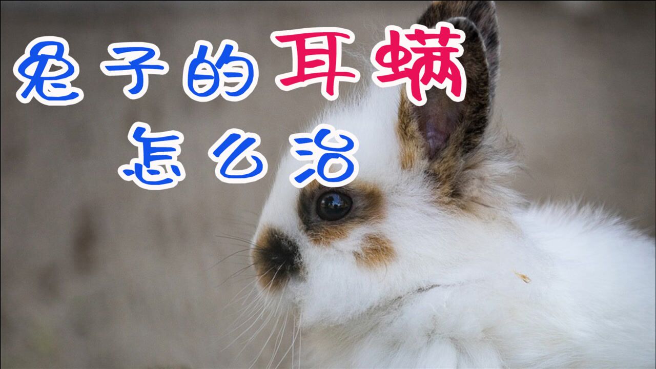 兔子的耳螨怎么治