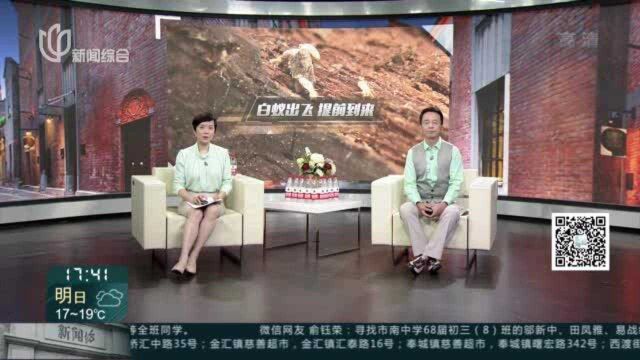 白蚁“先头部队”提前到来 啃空居民家中木地板——飞出白蚁类别是“散白蚁” 底层居民需特别注意防治