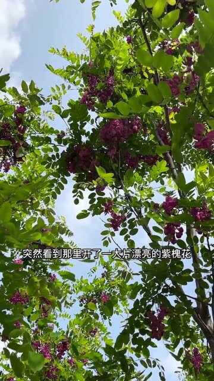 紫槐花和紫藤花长得差不多吃的时候可要分清哦