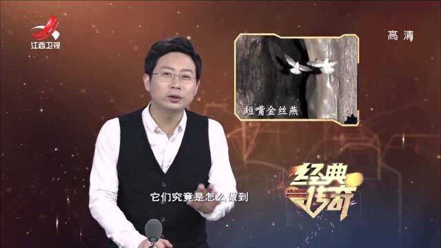 金丝燕在黑暗的山洞,也能自由飞行,秘密就是它叫声上