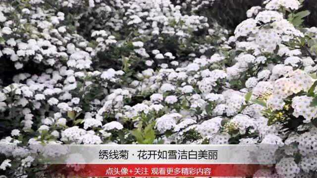 绣线菊 ⷠ花开如雪洁白美丽