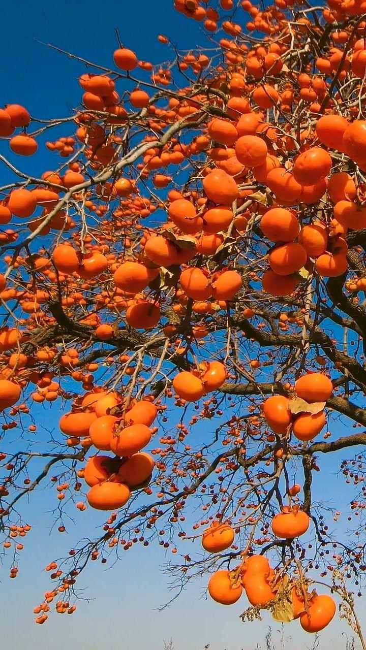 秋天丰收的季节,柿子晶莹剔透像红宝石一样挂满树,祝福人们柿杮如意