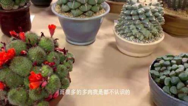 不知道养啥多肉植物?分享5种常见的多肉植物,让人爱不释手