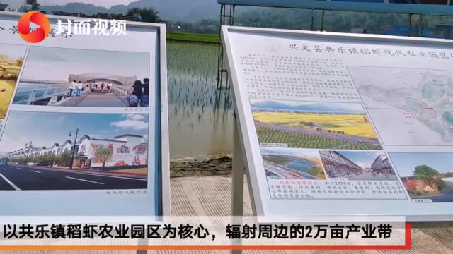 四川兴文县发布小龙虾产业发展五年规划 将建成10万亩养殖基地预计产值50亿元