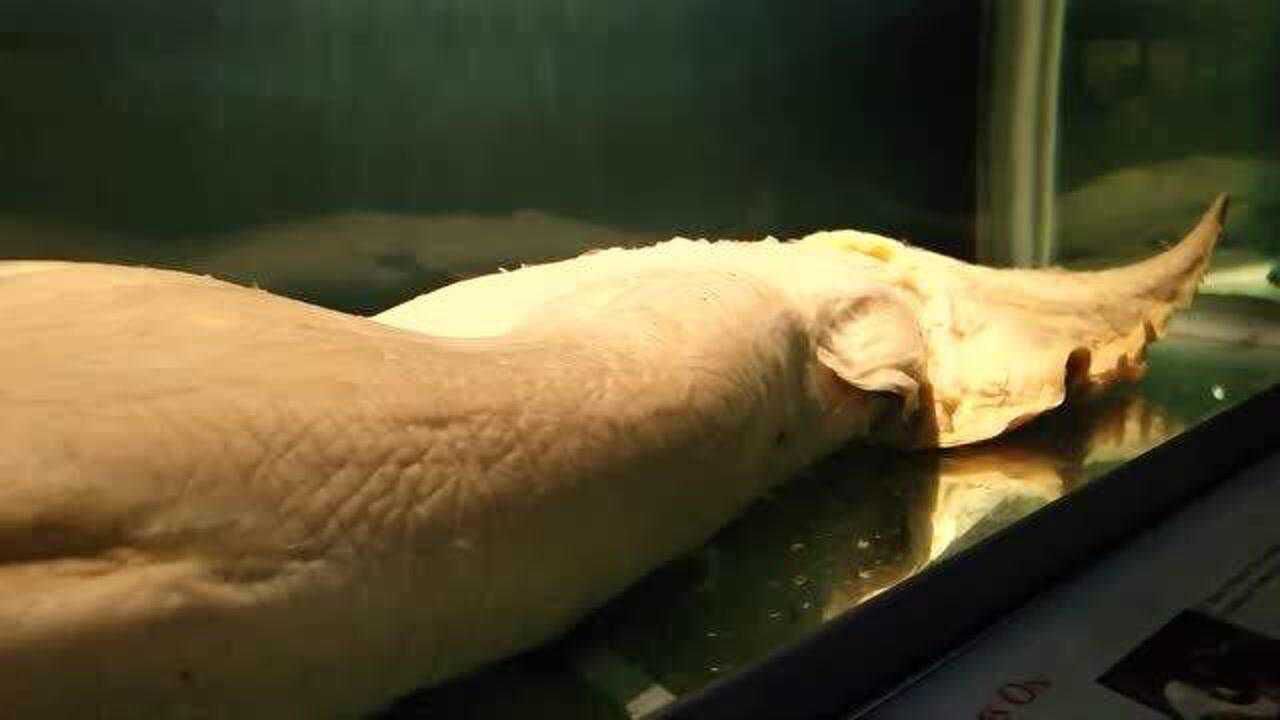 罕见的大王乌贼标本触须长处天际