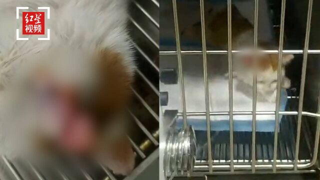 宜宾万达广场有人虐猫?挨七刀受伤小猫已被救助