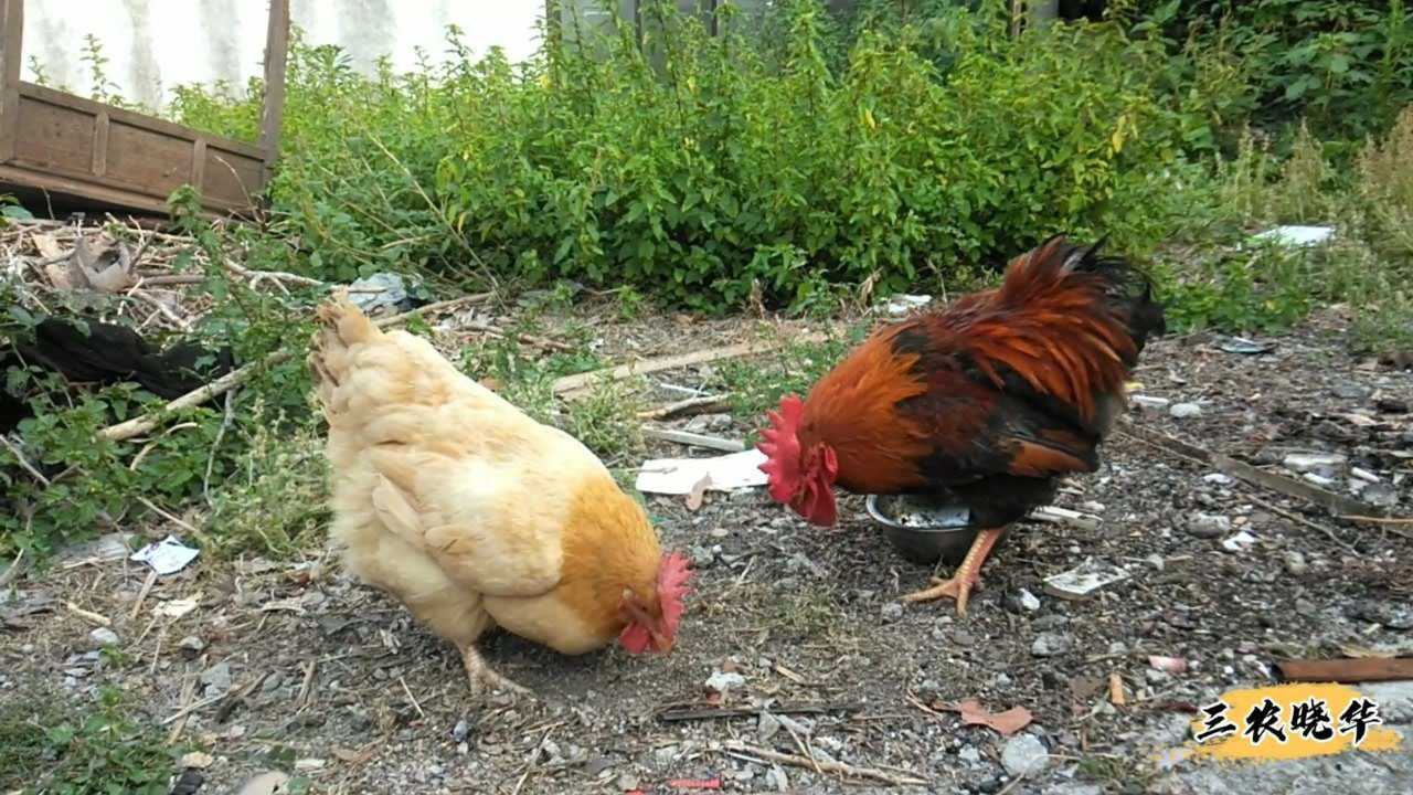 曉華家養了一隻母雞當寵物每天生一個蛋鄰居家的大公雞卻不淡定了