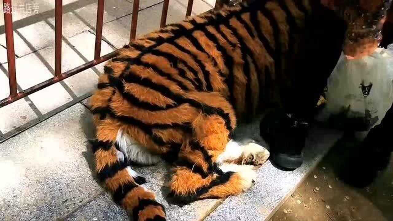 当假老虎遇真老虎结果假老虎一见到真老虎直接吓趴下场面太搞笑了