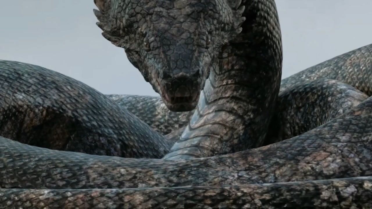 见过这么大的蟒蛇吗