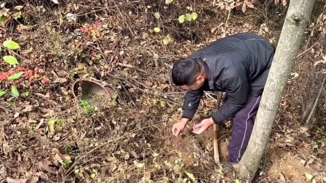 陕南农村常见的地环,农民叫它螺丝菜,冬季挖来做泡菜清脆爽口