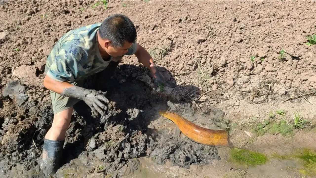 大叔去荒田挖泥鳅挖开泥巴看见一条金黄色的大尾巴真是惊喜呀