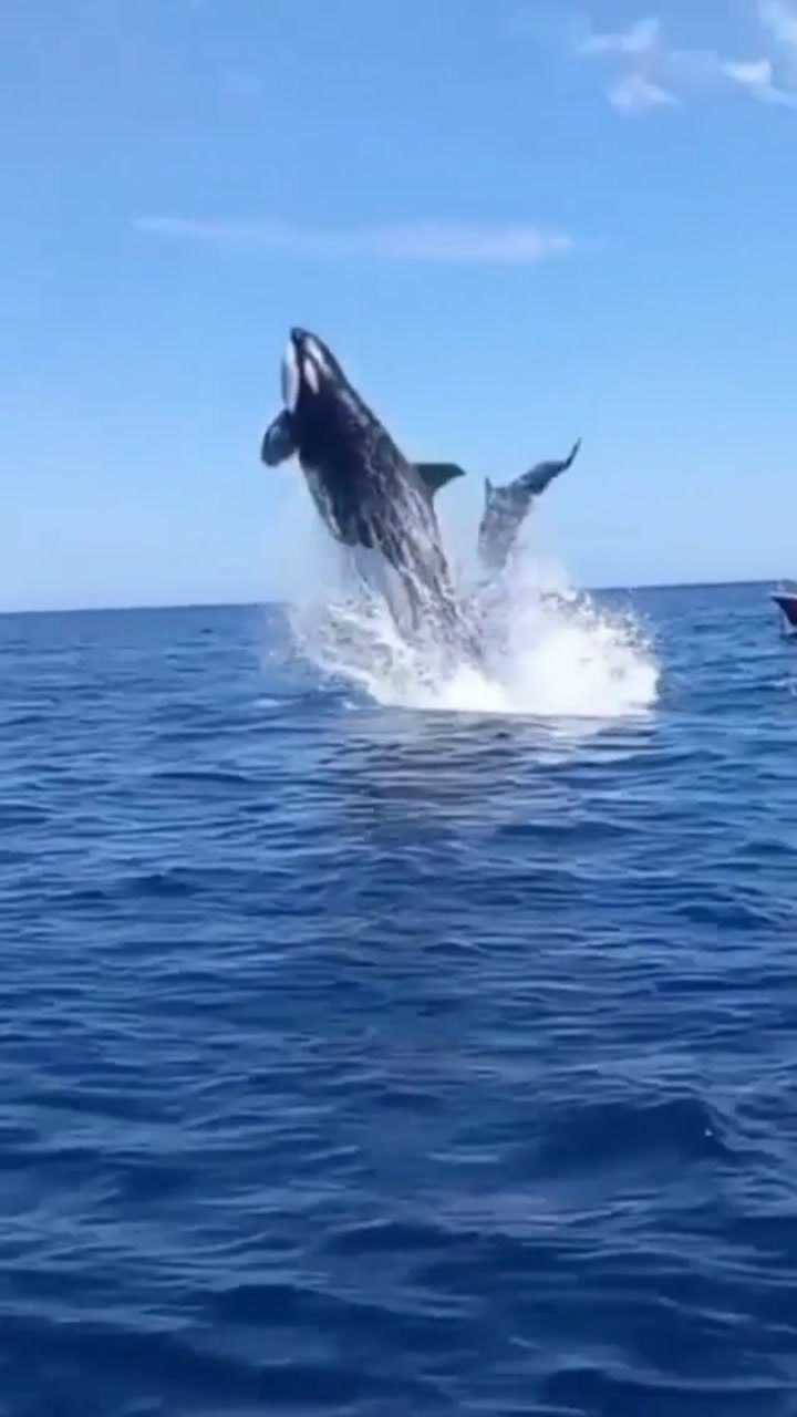 虎鲸撞击海豚_腾讯视频