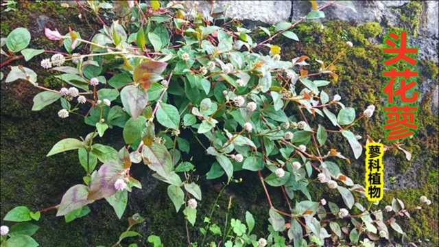 头花蓼:植物实拍科普,不认识这种植物的进来了解,农村很常见